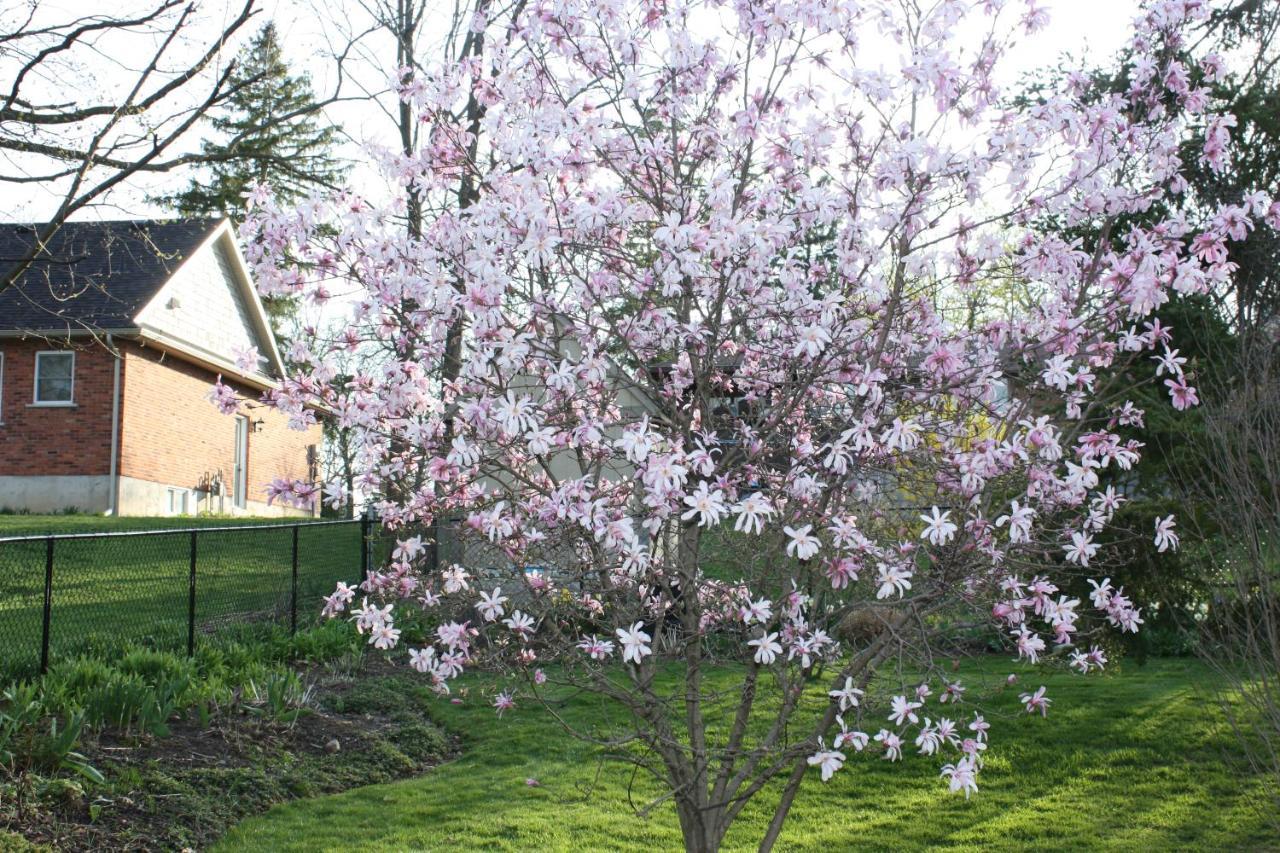 Carrousel Bed & Breakfast Cayuga Eksteriør billede